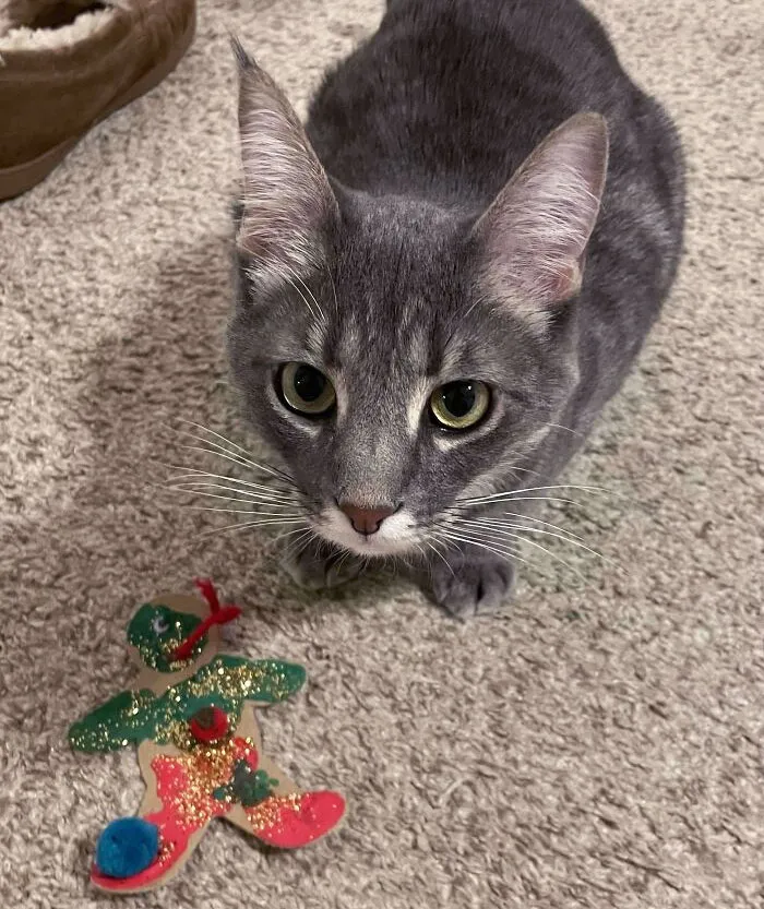 Been In My Bed Sick All Day. Finally Opened The Door And Arthur The Cat Had Brought Me A Christmas Ornament From The Tree As A Gift