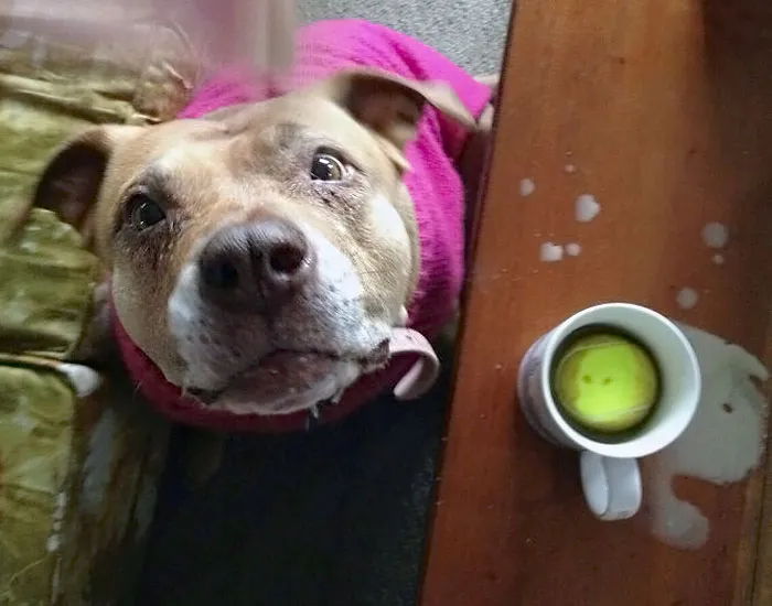 The Best Part Of Waking Up Is Dog Toys In Your Cup