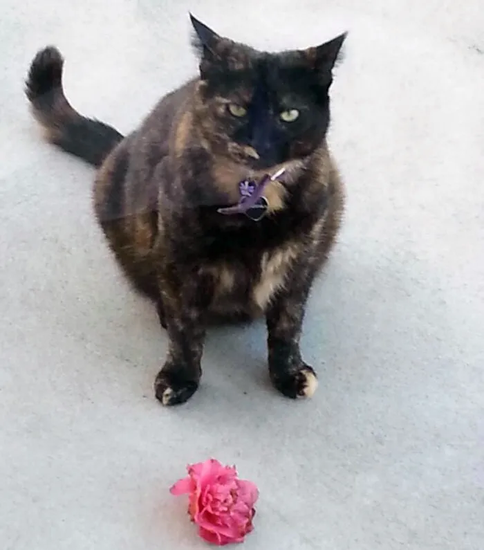 Les presento a Beast, que lleva siete años trayendo flores rosas 
