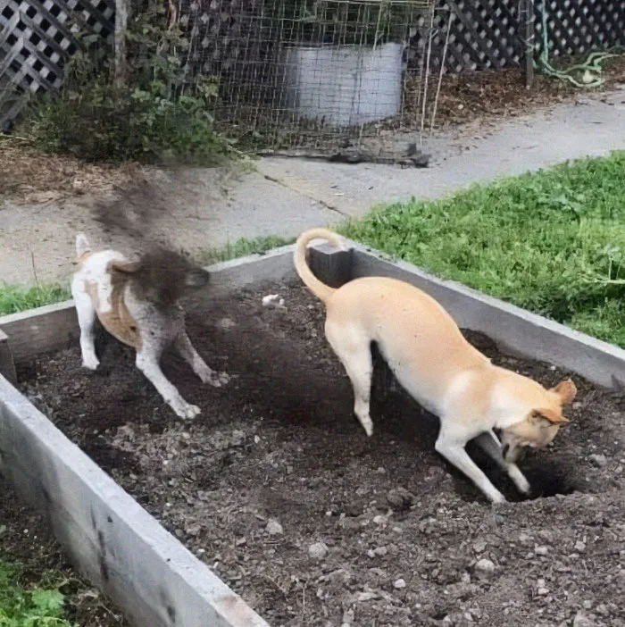 Woof Irl