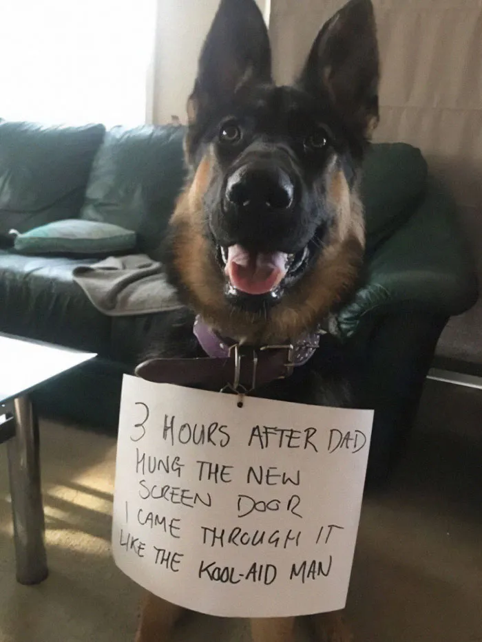 The Determined Doggo!