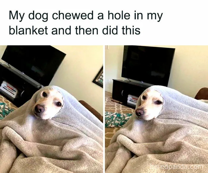 My Dog