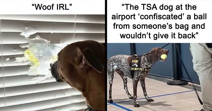45 Hilarious Dog Posts To Put A Smile On Your Face (New Pics)