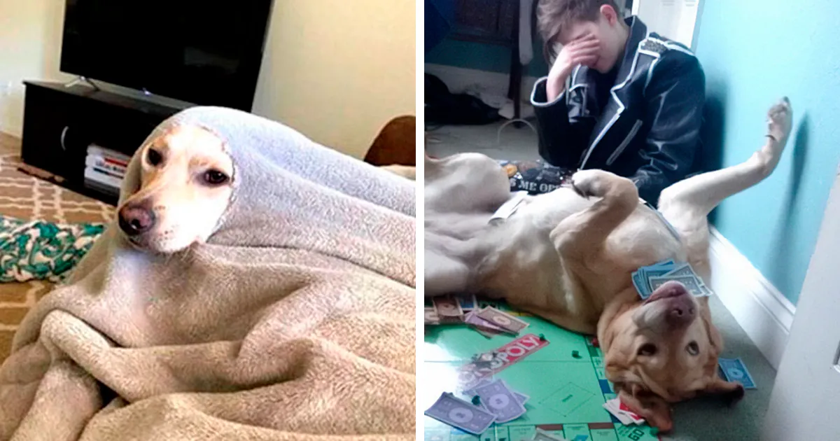 35 Divertidísimas publicaciones sobre perros que te harán sonreír (nuevas fotos)