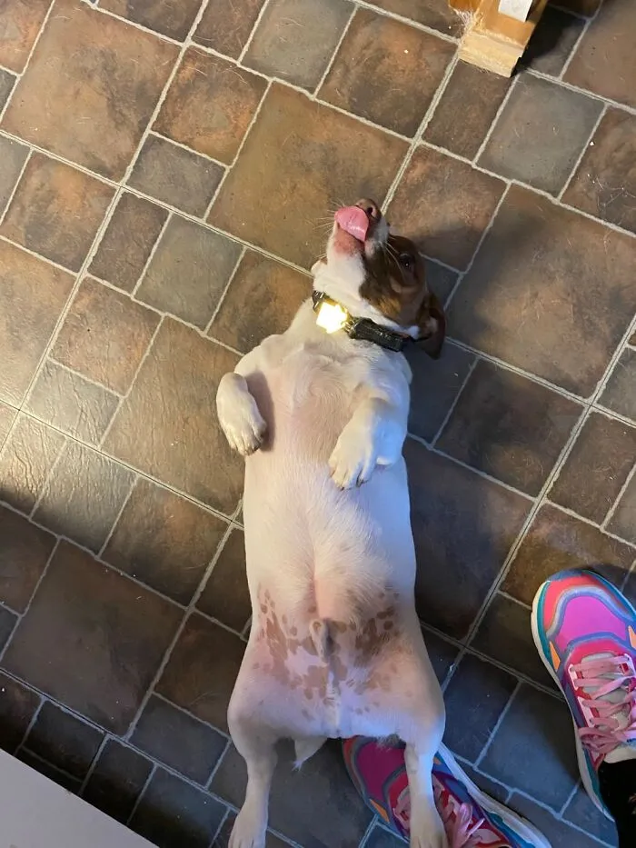 My Jack Russell Terrier, Callahan, Who Loves To Be Picked Up, All 30 Lbs. Of Him