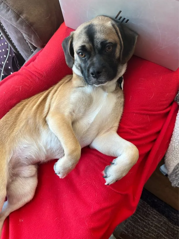 My Goofy Puppy