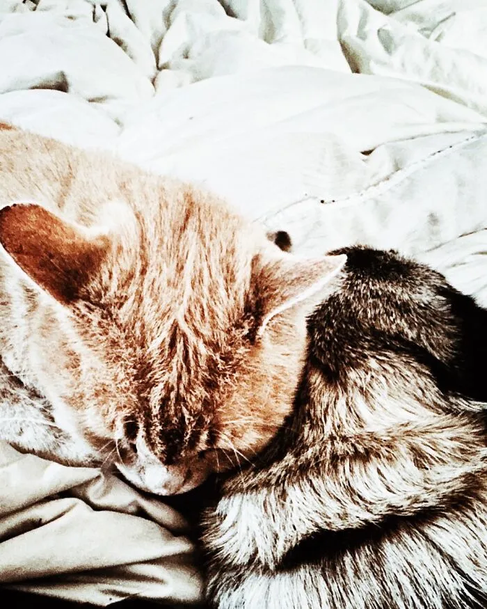 The Truce