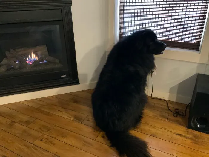 My Dog Jake