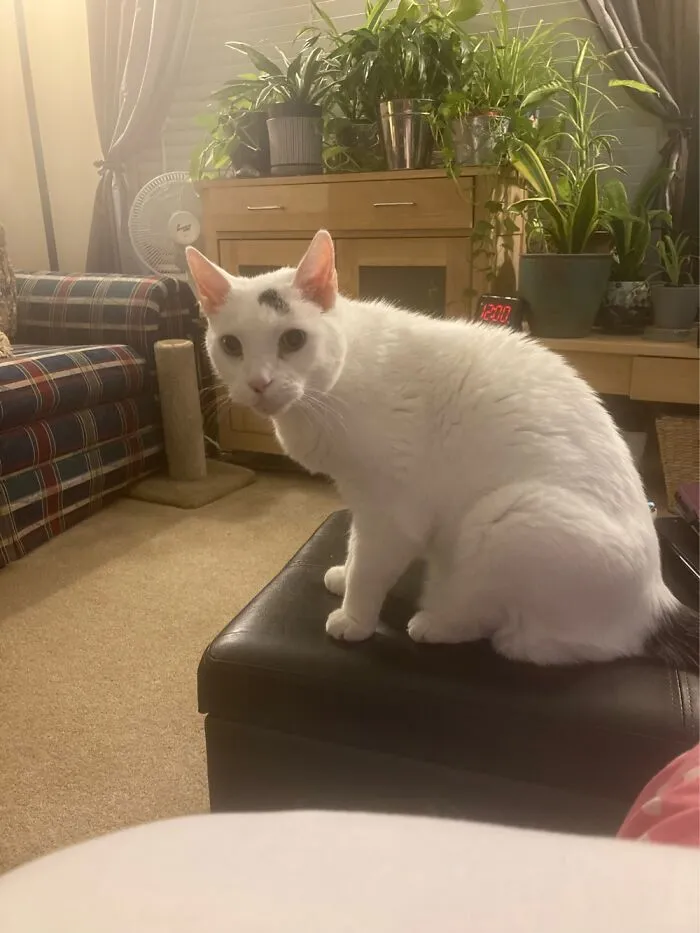 This Beautiful Boi