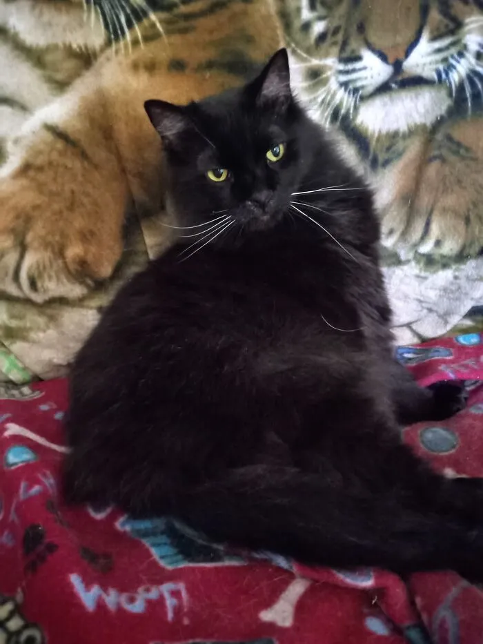 Chewie He's A Rescue I Adopted, Found In A Tree As A Kitten.  He Will Be 12 In August