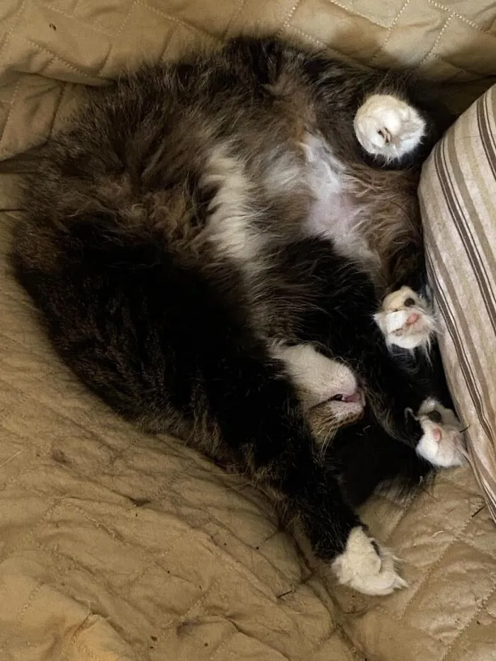 Sugarfoot.  Born To A Stray, Walked In The House One Day And Stayed