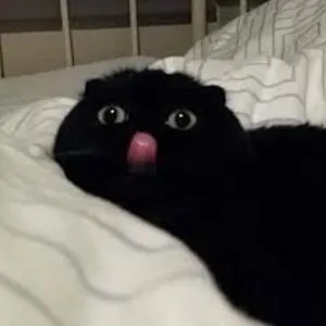 THE DERP