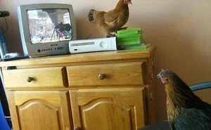 This Facebook Page Shares Random Pics That Are Hard To Explain, Here Are 50 Of The Funniest Ones