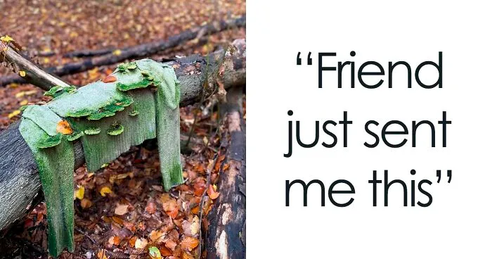 50 Times People Found Such Amazing Free Goods In The Wild, They Just Had To Share It (New Pics)