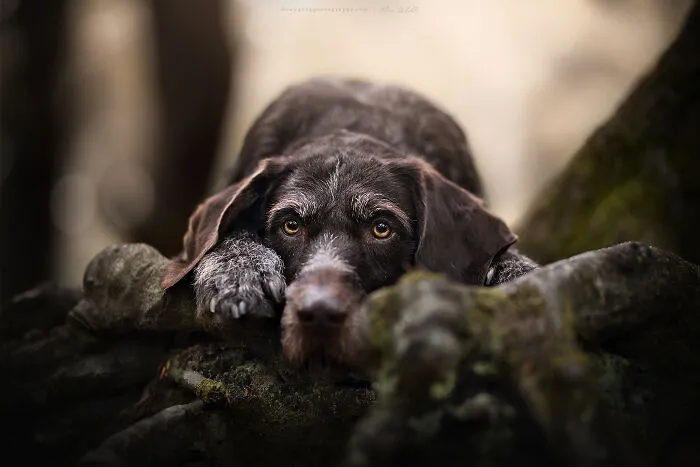 Dog Photography Has Allowed Me To Meet Lots Of Amazing Four-Legged Creatures And Discover Places I Didn't Know Existed Before (32 Pics)