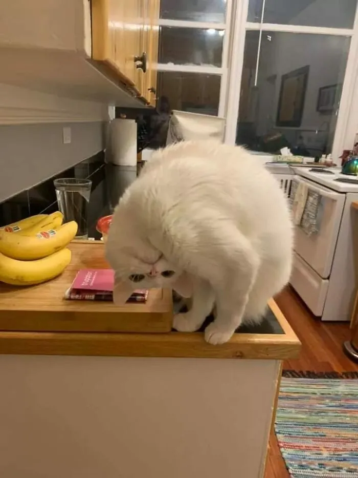 “Close Up Pictures Of Cats”: 50 Hilarious Pics Of Cats That Might Make Your Day Better