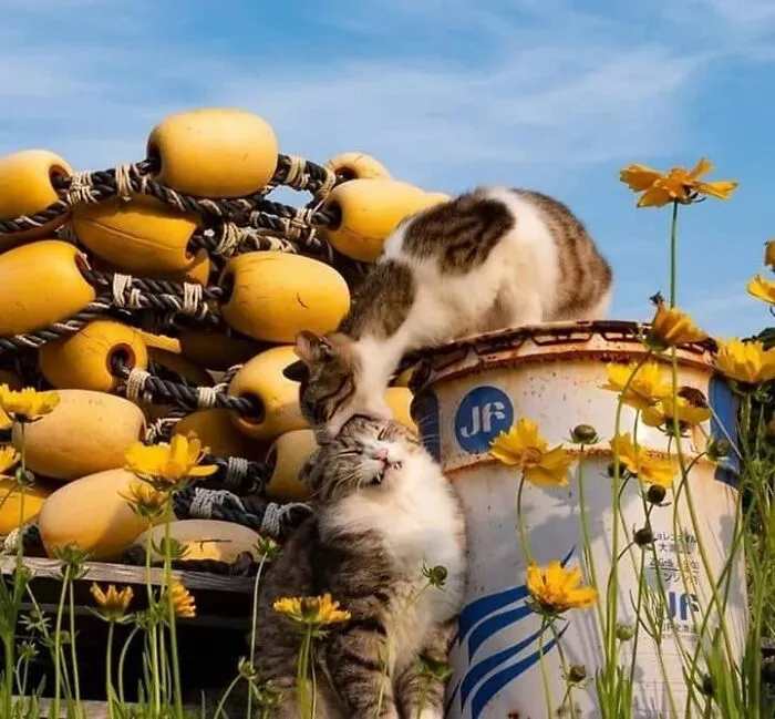 “Close Up Pictures Of Cats”: 50 Hilarious Pics Of Cats That Might Make Your Day Better