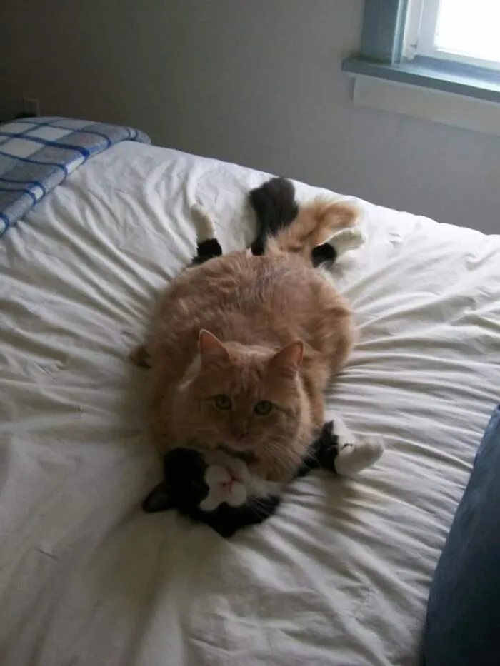 “Close Up Pictures Of Cats”: 50 Hilarious Pics Of Cats That Might Make Your Day Better
