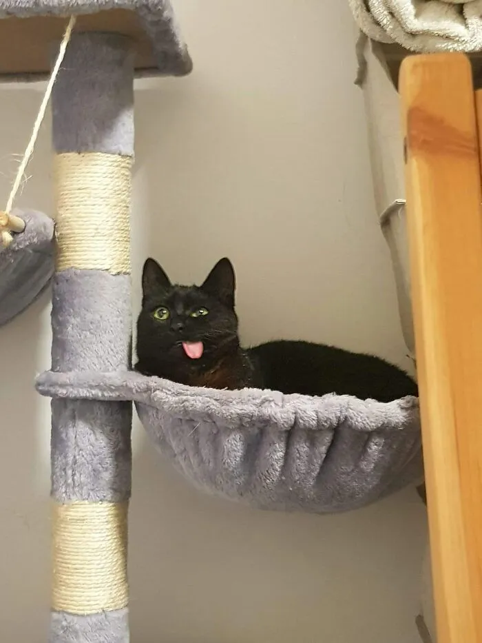 “Close Up Pictures Of Cats”: 50 Hilarious Pics Of Cats That Might Make Your Day Better