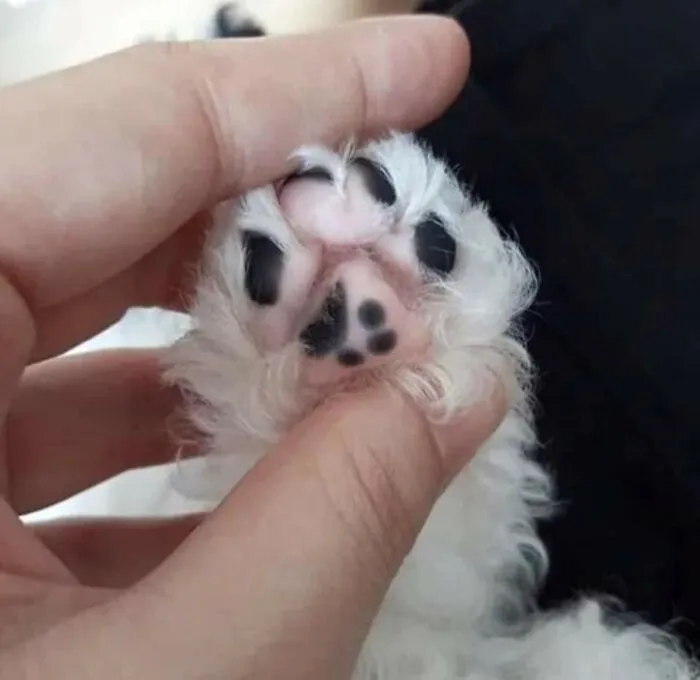 “Close Up Pictures Of Cats”: 50 Hilarious Pics Of Cats That Might Make Your Day Better