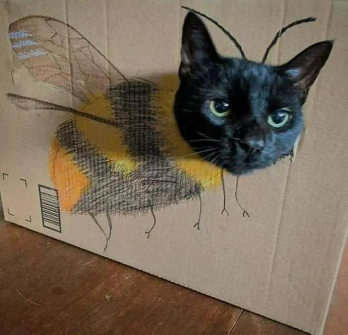 “Close Up Pictures Of Cats”: 50 Hilarious Pics Of Cats That Might Make Your Day Better