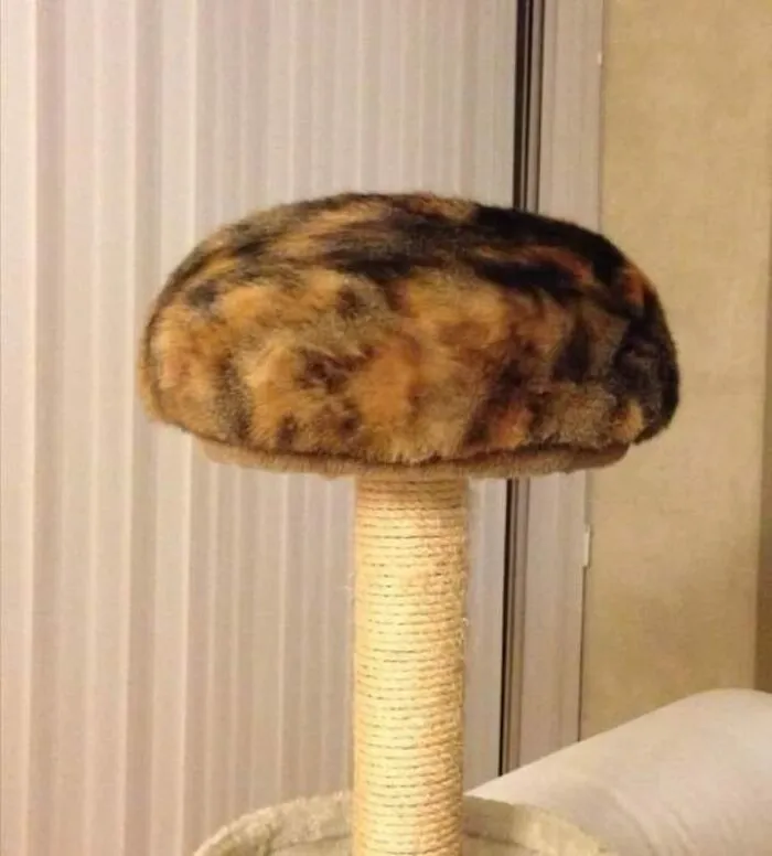 “Close Up Pictures Of Cats”: 50 Hilarious Pics Of Cats That Might Make Your Day Better