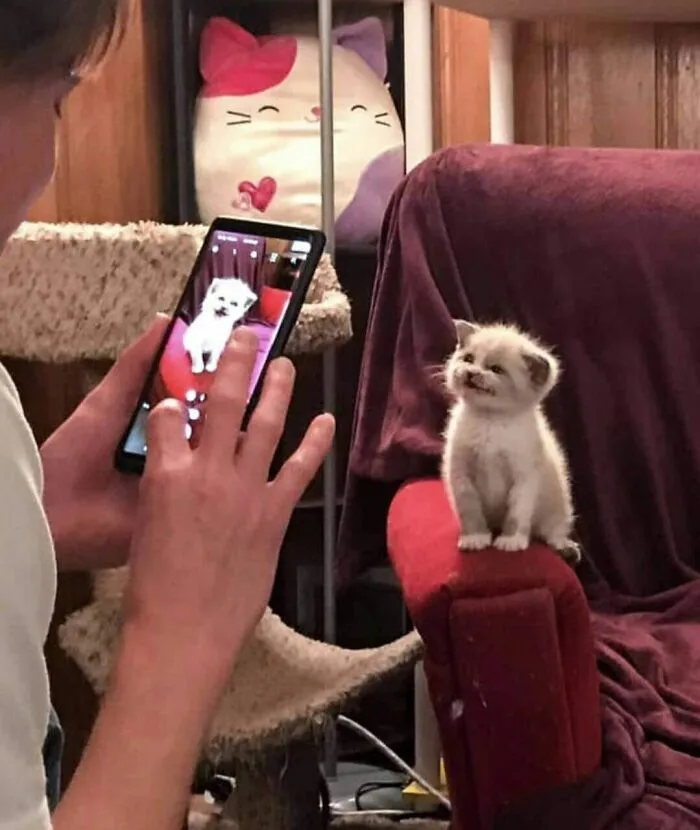 “Close Up Pictures Of Cats”: 50 Hilarious Pics Of Cats That Might Make Your Day Better