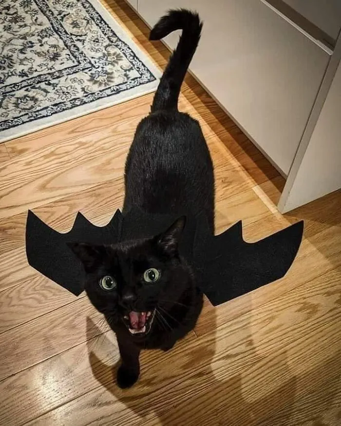 “Close Up Pictures Of Cats”: 50 Hilarious Pics Of Cats That Might Make Your Day Better