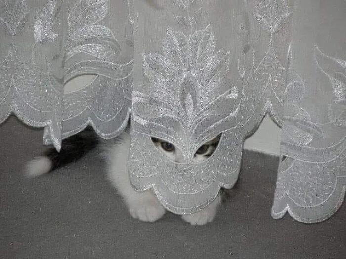 “Close Up Pictures Of Cats”: 50 Hilarious Pics Of Cats That Might Make Your Day Better