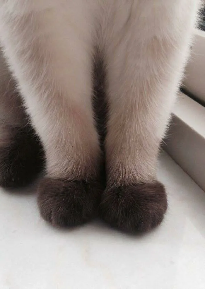 “Close Up Pictures Of Cats”: 50 Hilarious Pics Of Cats That Might Make Your Day Better