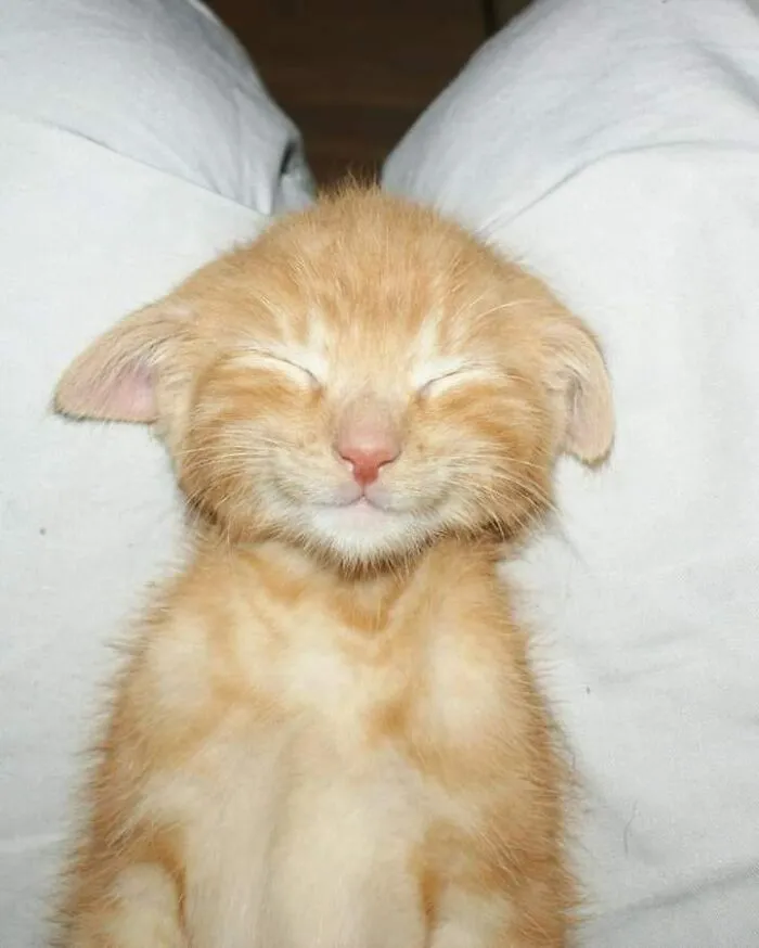 “Close Up Pictures Of Cats”: 50 Hilarious Pics Of Cats That Might Make Your Day Better