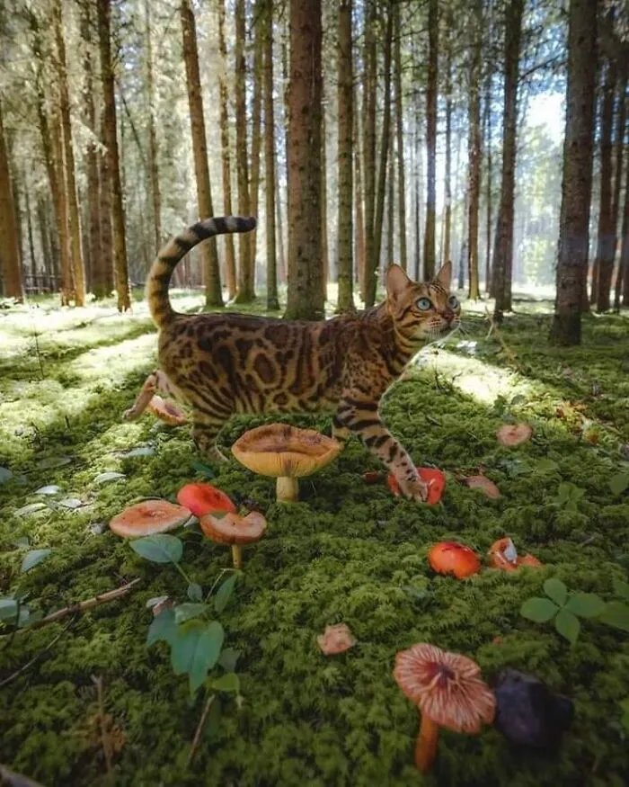 “Close Up Pictures Of Cats”: 50 Hilarious Pics Of Cats That Might Make Your Day Better