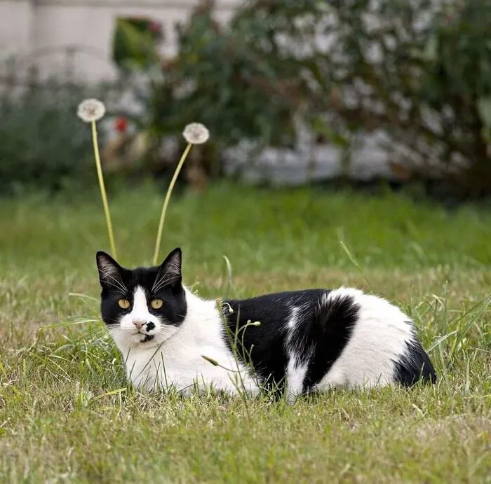 “Close Up Pictures Of Cats”: 50 Hilarious Pics Of Cats That Might Make Your Day Better