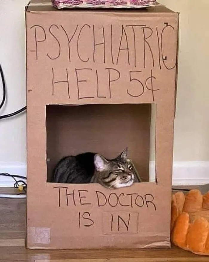 Nonsense-Cat-Pics