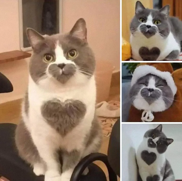 “Close Up Pictures Of Cats”: 50 Hilarious Pics Of Cats That Might Make Your Day Better