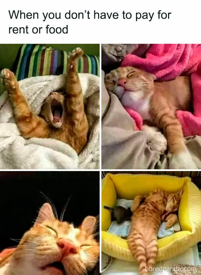 “Close Up Pictures Of Cats”: 50 Hilarious Pics Of Cats That Might Make Your Day Better