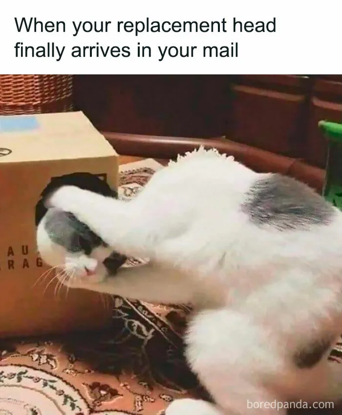 “Close Up Pictures Of Cats”: 50 Hilarious Pics Of Cats That Might Make Your Day Better