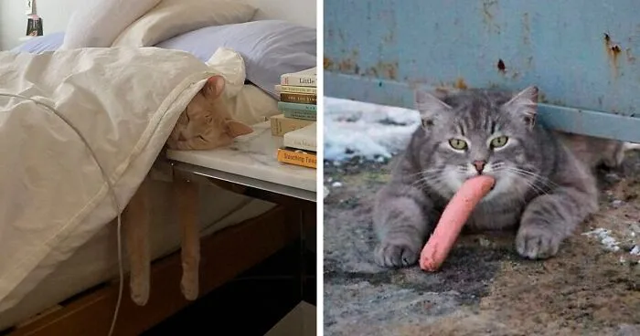 “Close Up Pictures Of Cats”: 50 Hilarious Pics Of Cats That Might Make Your Day Better