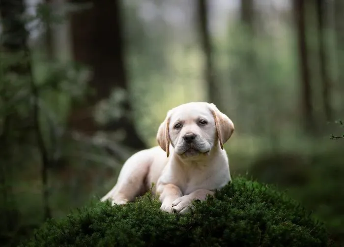 I Am A Dog Photographer And I Love Taking Photos Of Cute Puppies Before They Grow Up (33 New Pics)
