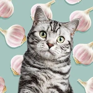 Onion Cat