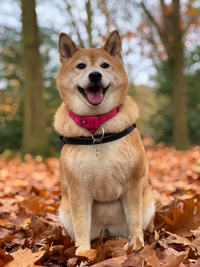 Shiba inu sitting and looking