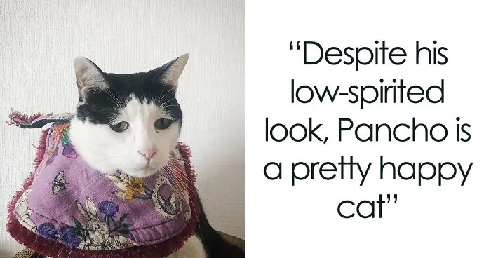Meet Pancho, The Japanese Cat Whose Gloomy Gaze Stole The Hearts Of Many