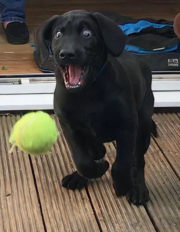 Mi labrador persiguiendo una pelota por primera vez