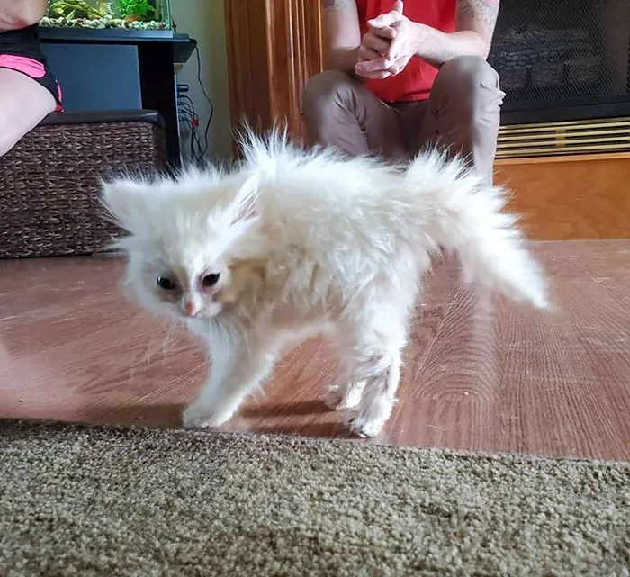 Nimbus Met Our Dog For The First Time. This Is Her Being Intimidating