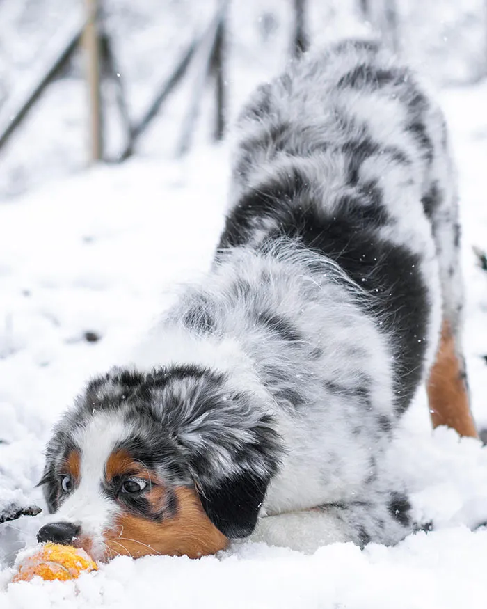 Rhodie's First Time Seeing Snow