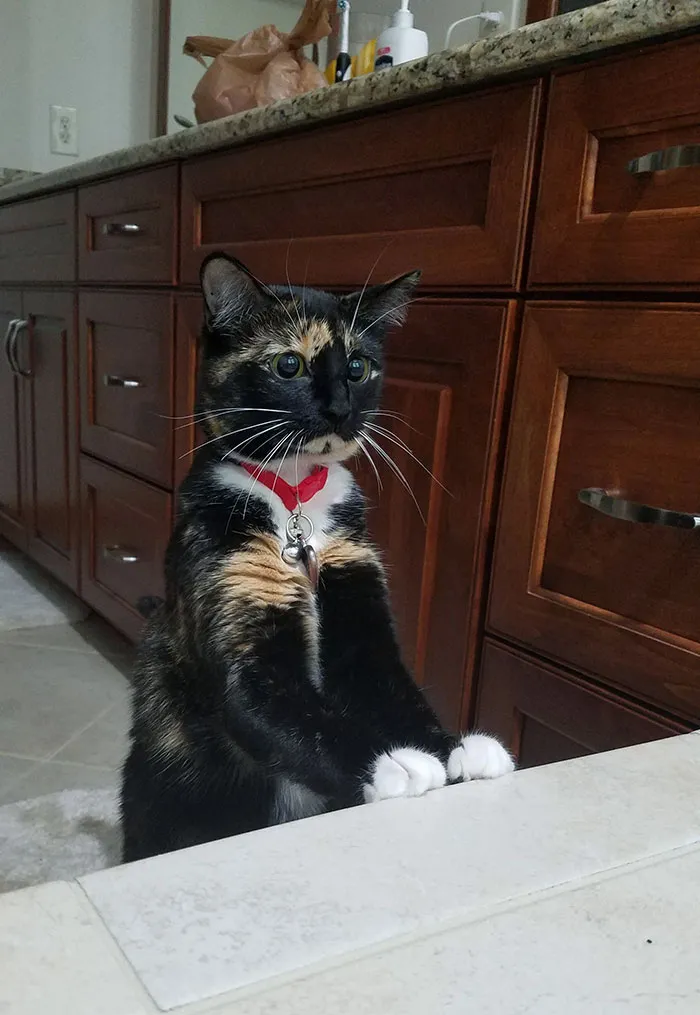 Mi gatito me vio en la bañera por primera vez y le preocupó mucho que yo estuviera en el agua 