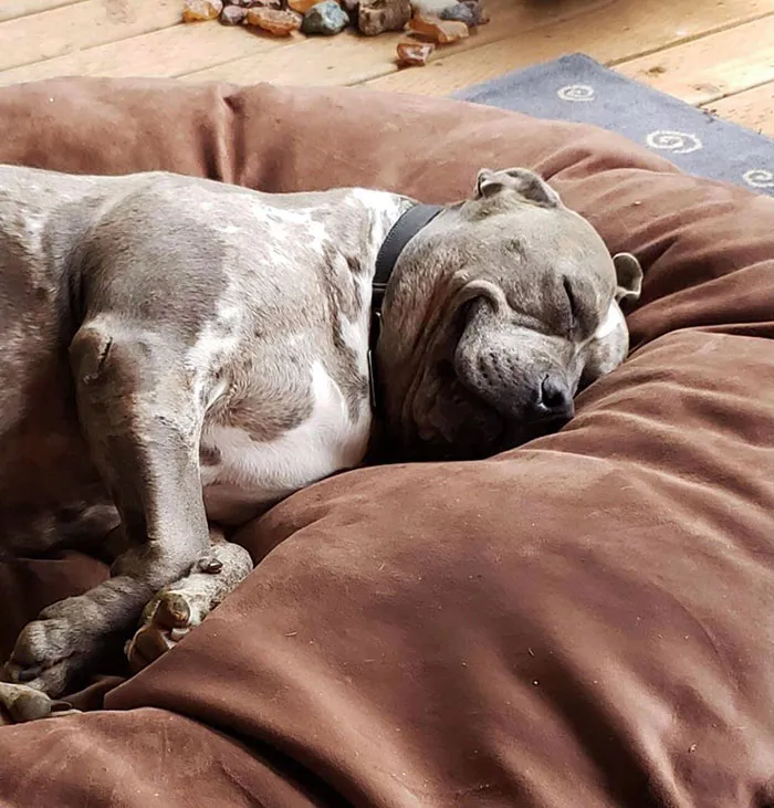 Su primera noche en casa después de que lo adoptamos 
