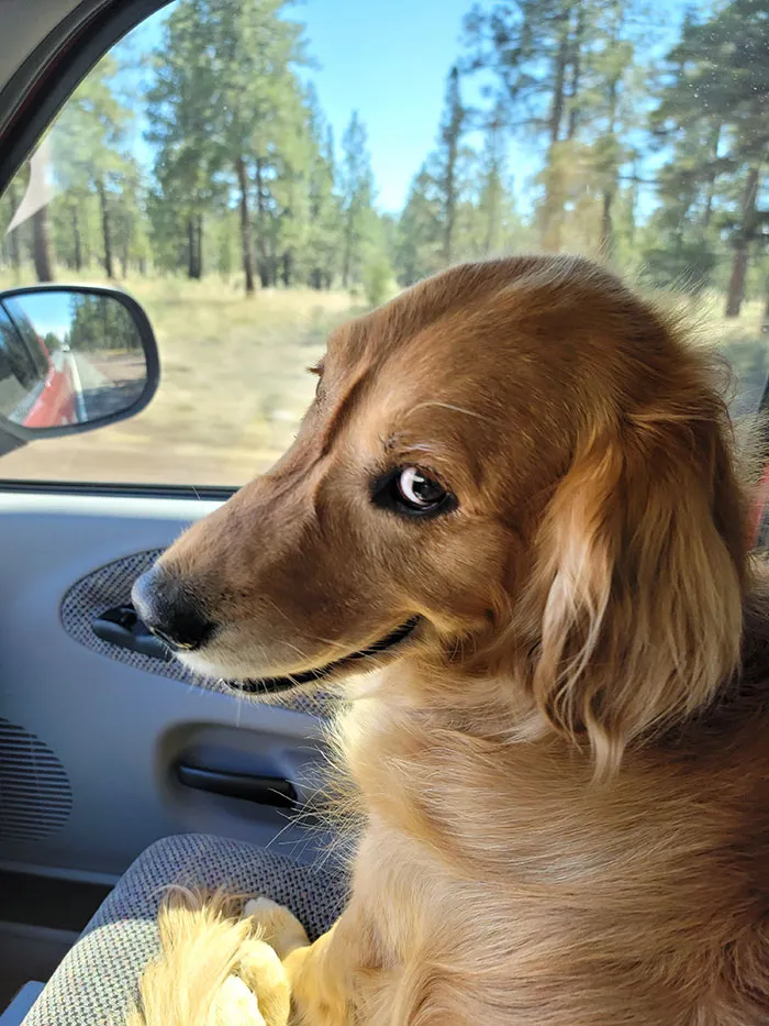 Timber viajó en el asiento delantero por primera vez. Cuando le pregunté si le gustaba el aire acondicionado, esta fue su respuesta 