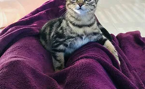 50 Of The Funniest And Cutest Pets' Reactions To Trying Something They'd Never Tried Before (New Pics)