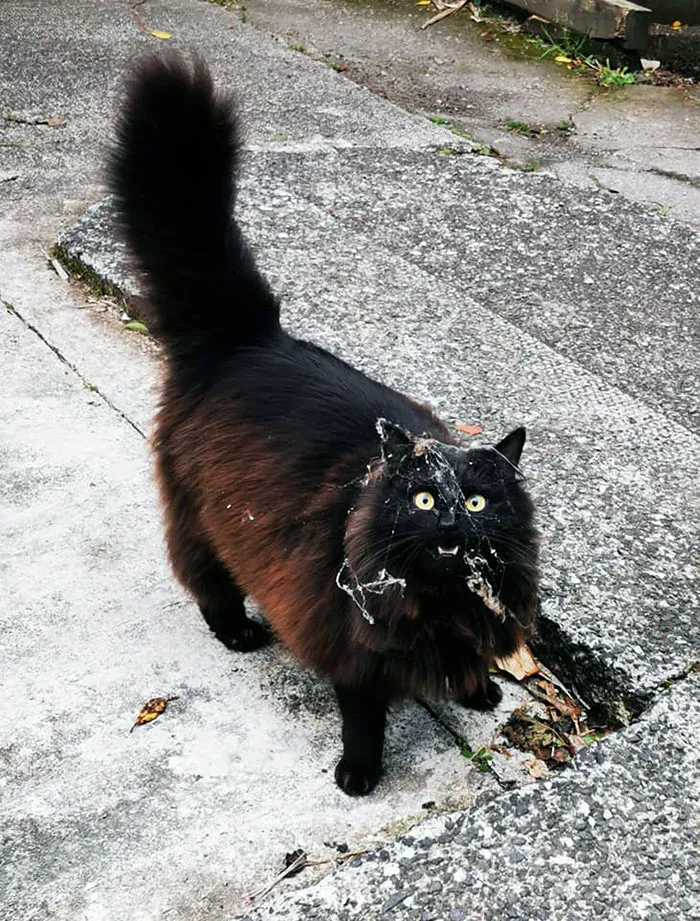 She Found A Way To Get Under The House And Out For The First Time